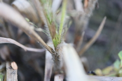 Panicum philadelphicum