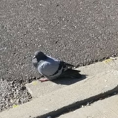 Columba livia domestica