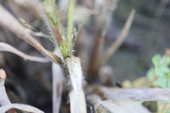 Panicum philadelphicum