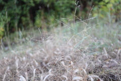 Panicum philadelphicum