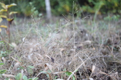 Panicum philadelphicum
