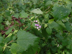 Tamaulipa azurea