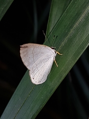 Euselasia eupatra