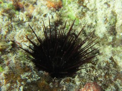 Echinostrephus