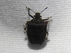 Amaurochrous cinctipes