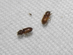 Tropicus pusillus