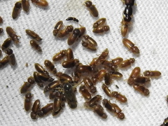 Tropicus pusillus