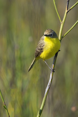 Pseudocolopteryx dinelliana