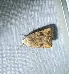 Micrathetis