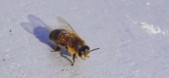 Apis mellifera