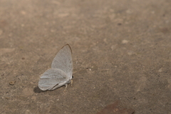 Euselasia cataleuca
