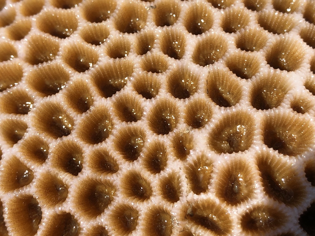 lesser star coral