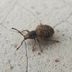 Myosides seriehispidus