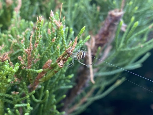 Lined orbweaver photo 4