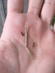 Camponotus lateralis