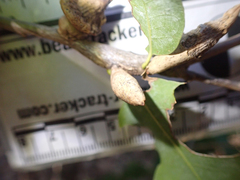 Heteroecus pacificus