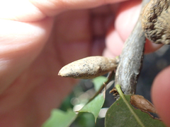 Heteroecus pacificus