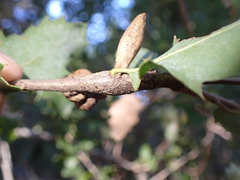 Heteroecus pacificus