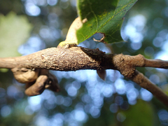 Protobalandricus spectabilis