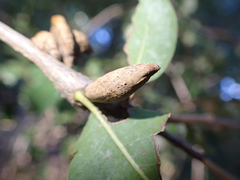 Heteroecus pacificus