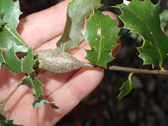 Protobalandricus spectabilis