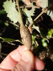 Protobalandricus spectabilis