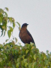 Quiscalus mexicanus
