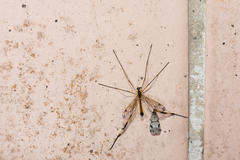Dictenidia