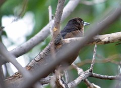Quiscalus mexicanus