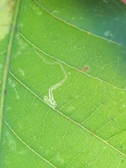 Stigmella saginella