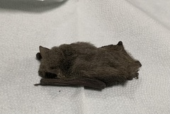 Pipistrellus abramus