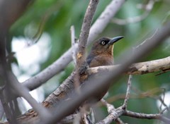 Quiscalus mexicanus