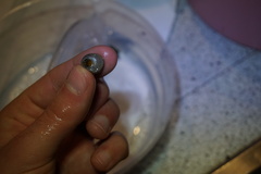 Steromphala cineraria