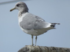 Larus californicus
