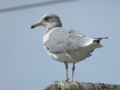 Larus californicus