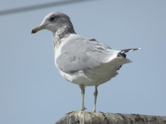 Larus californicus