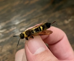 Eriotremex formosanus