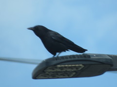 Corvus brachyrhynchos