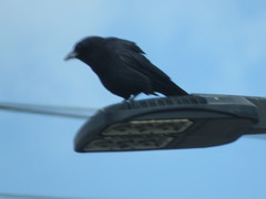 Corvus brachyrhynchos
