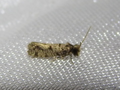 Amydria margoriella