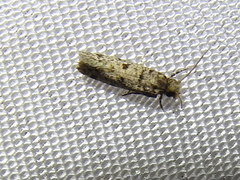 Amydria margoriella