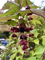 Leycesteria