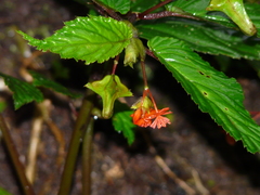 Begonia urticae