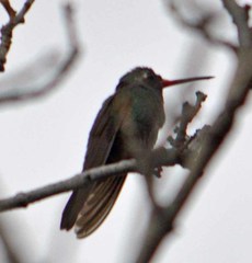 Cynanthus latirostris