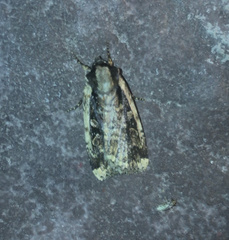 Eueretagrotis sigmoides