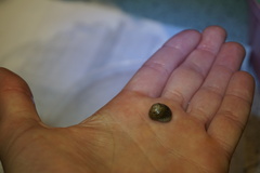 Steromphala cineraria