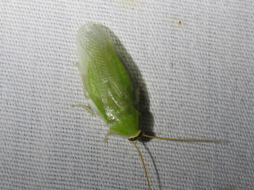 Banana Cockroach photo 5