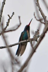 Cynanthus latirostris