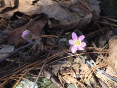 Hepatica