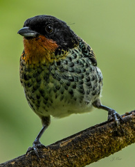 Ixothraupis rufigula